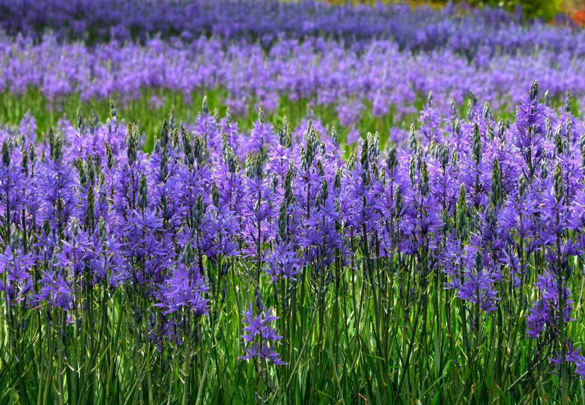 Um plantio em massa de bulbos de camassia em um grande campo.