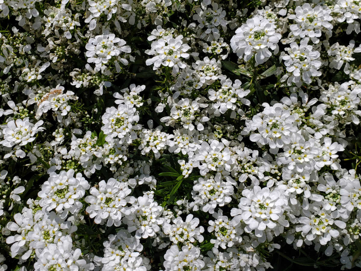 Um close-up da perene Iberis de floração primaveril, também chamada de candytuft.-