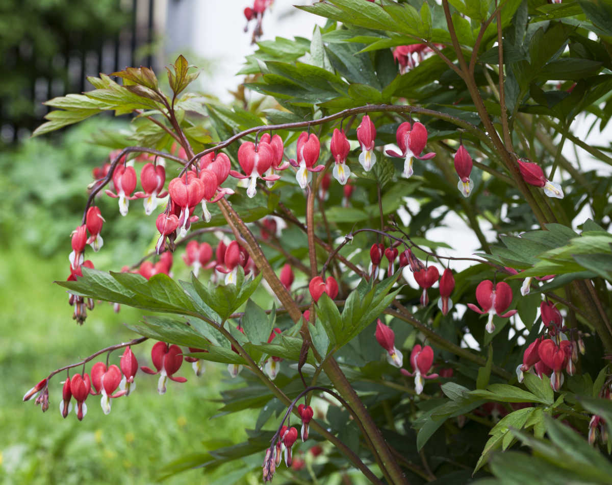 Flores em forma de coração, vermelhas e brancas, da perene coração-sangrando em floração na primavera.