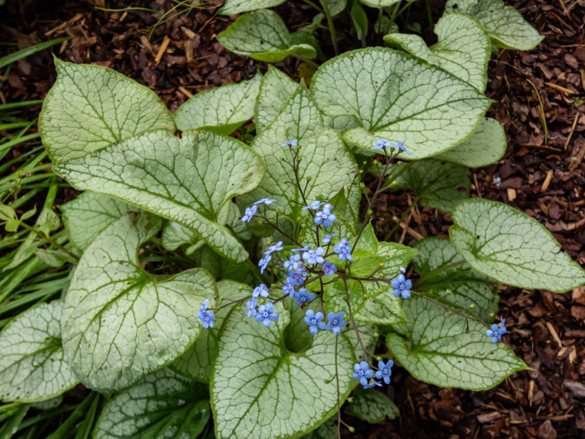 Brunnera siberiana em um jardim sombreado com pequenas espigas de flores azuis.