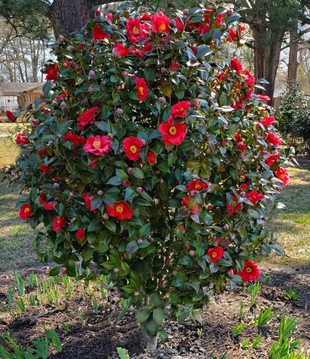 Um arbusto de camélia japonica com flores de primavera em plena floração coberto de flores vermelhas.