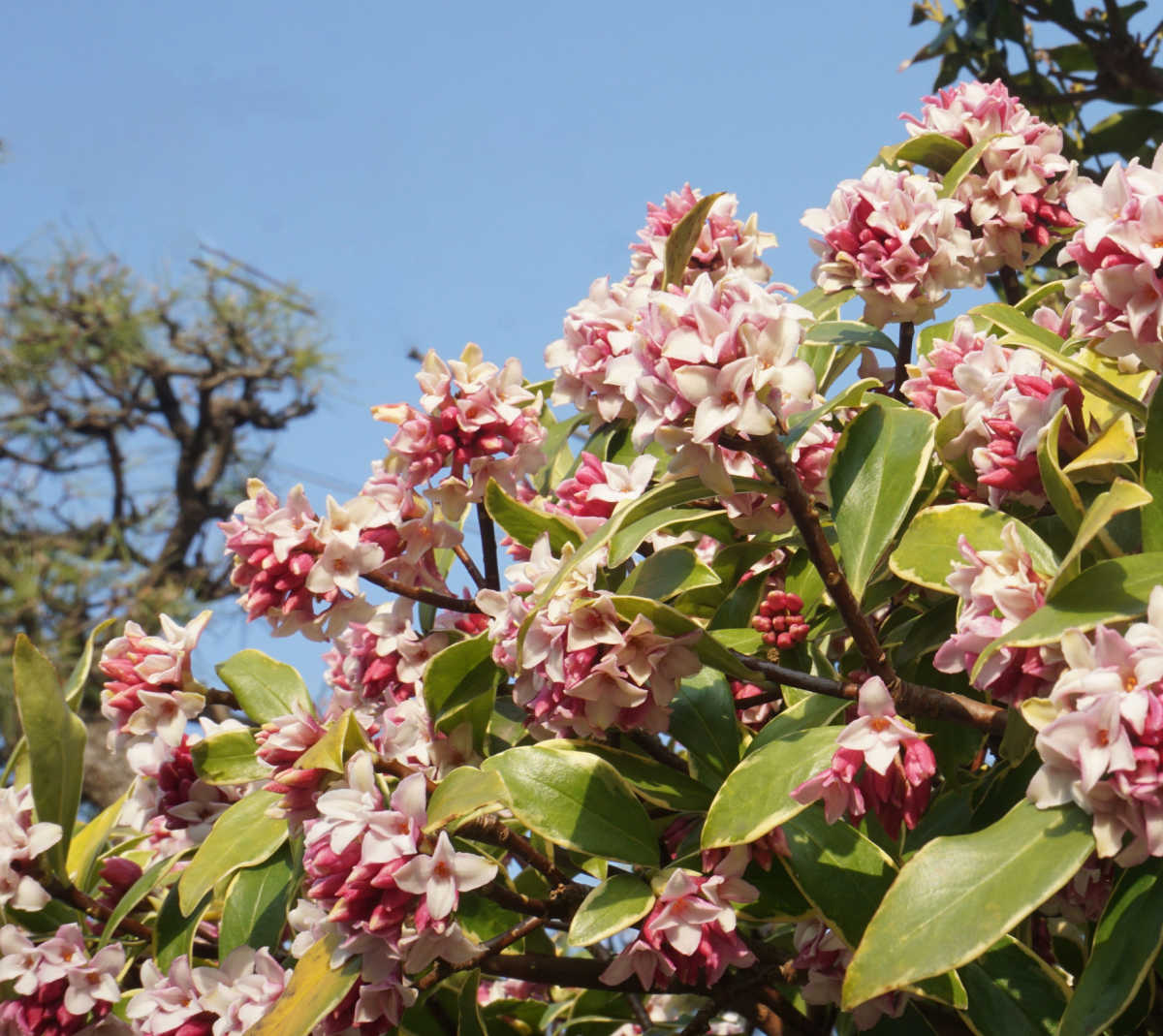 Um arbusto de daphne odora rosa e branco em flor no início da primavera.
