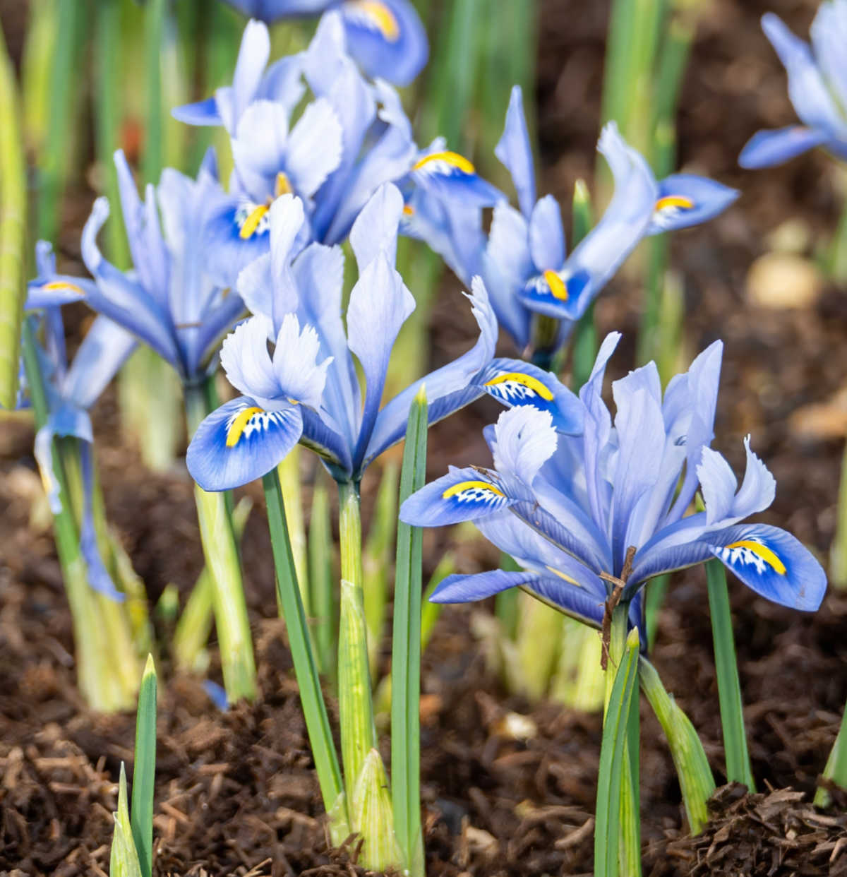Bulbos de íris anã lilás pálida em plena floração em um campo na primavera.