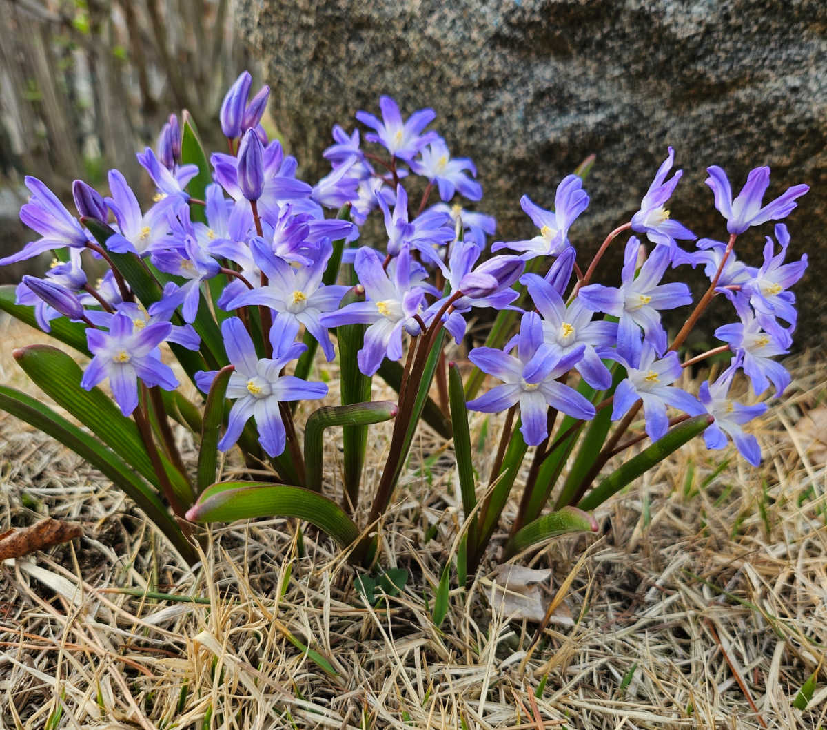 Scila-siberiana em flor sob a sombra de uma árvore, cercada por cobertura morta de palha.