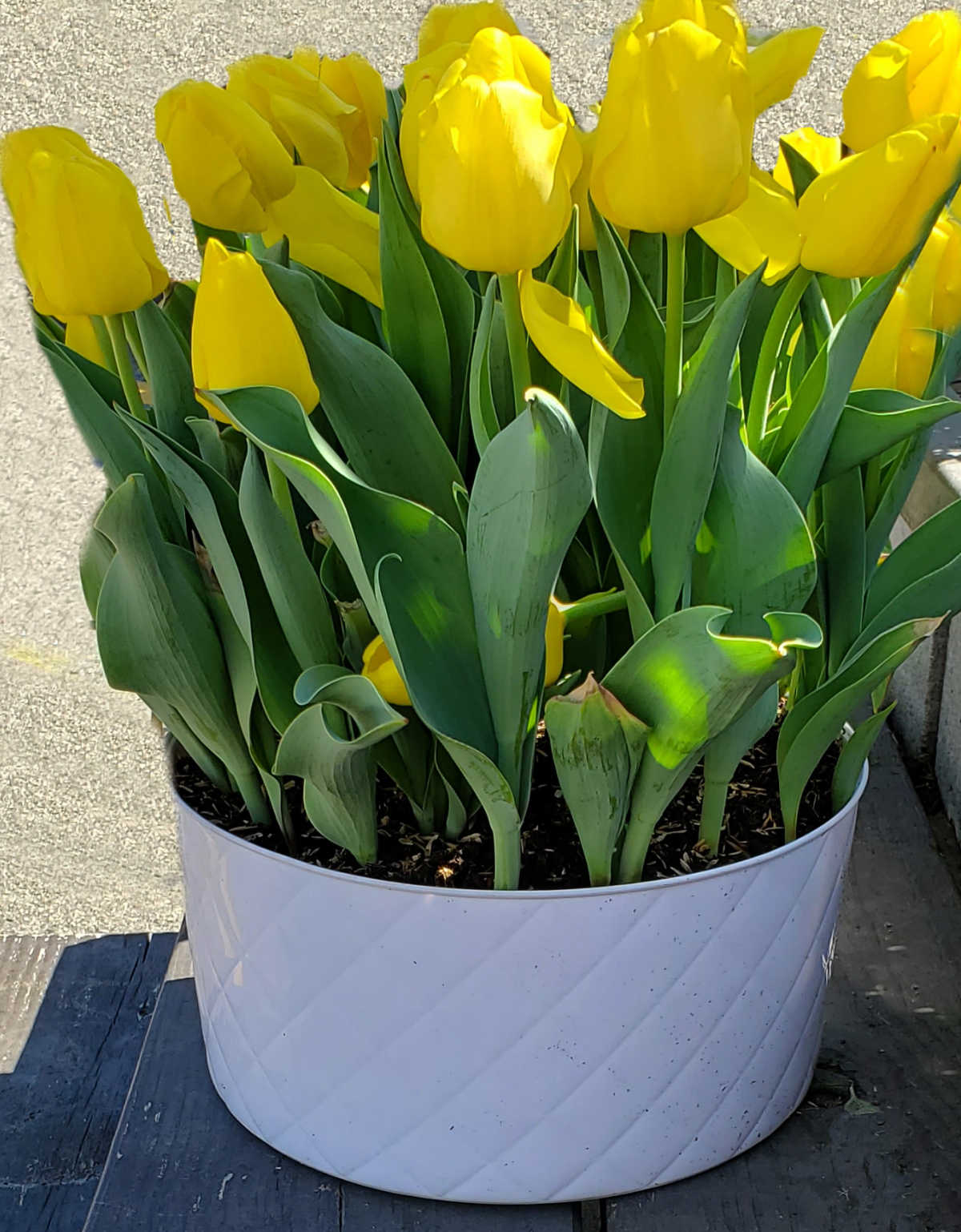 Um grande vaso branco de tulipas amarelas em uma prateleira ao sol da primavera.