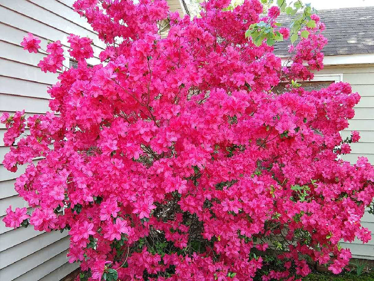 Um arbusto de azaleia rosa vibrante em plena floração ao lado de uma casa branca.