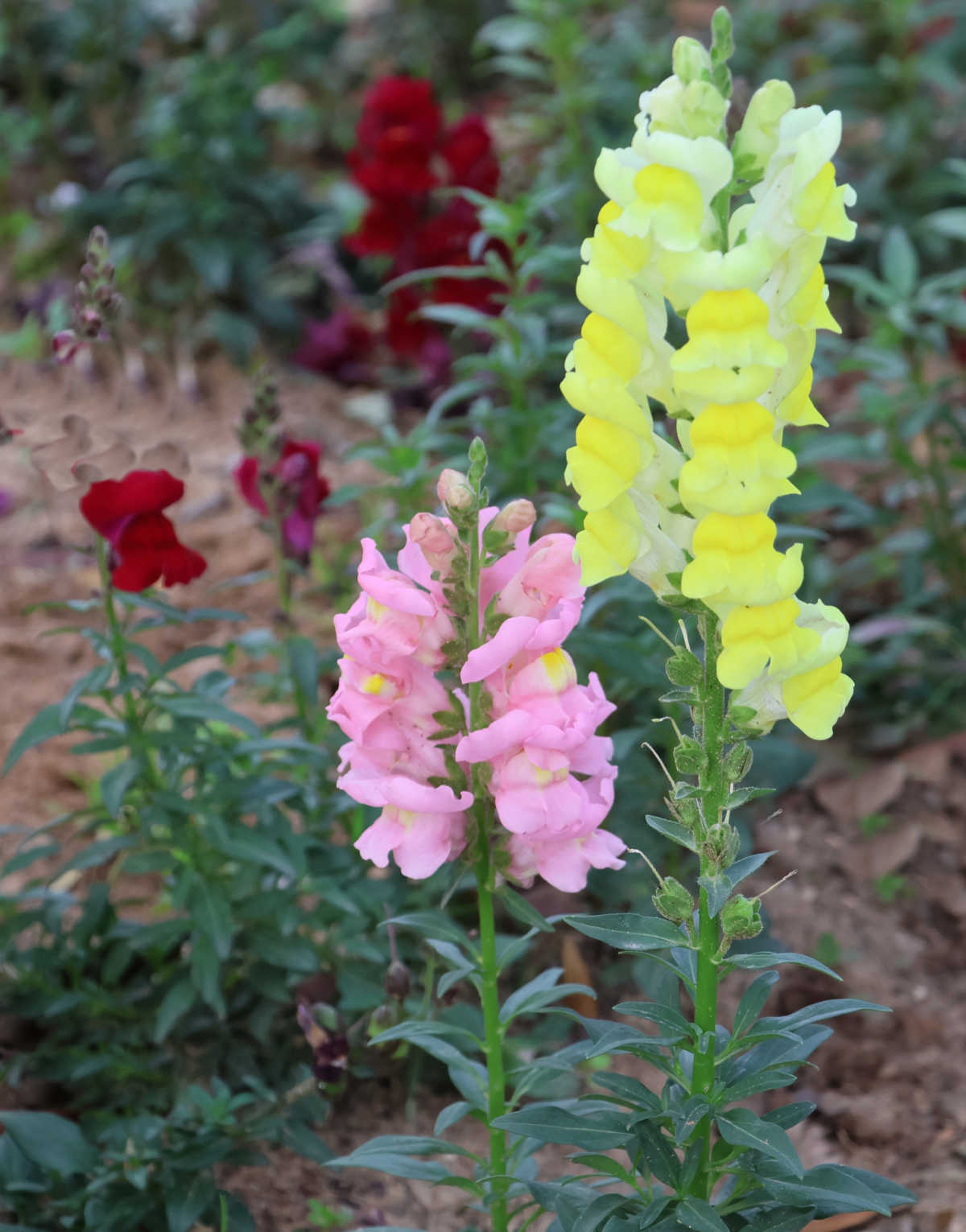 Esporinhas anuais de primavera em plena floração em um jardim.