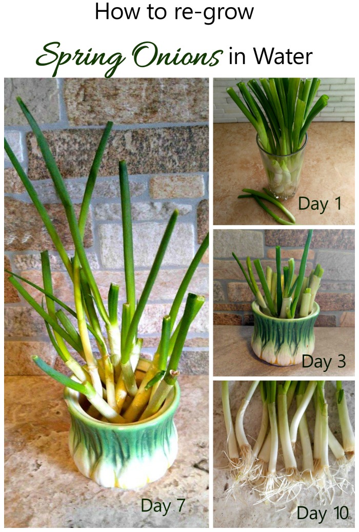 Replantando cebolas verdes (cebolinhas) na água – cronograma de crescimento do dia 1 ao dia 10.