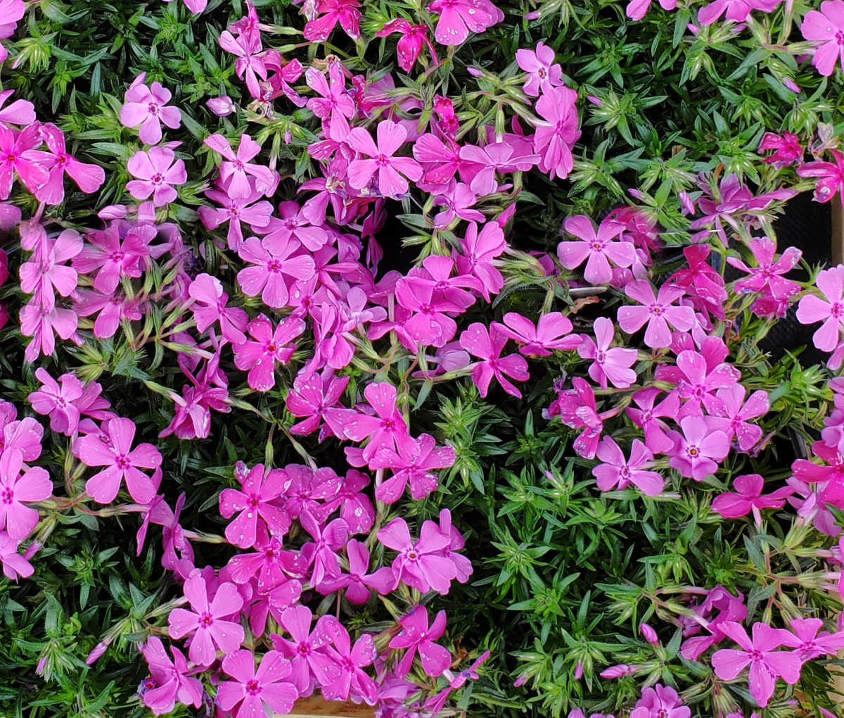 Um close-up das flores de flox rastejante após uma chuva de primavera.