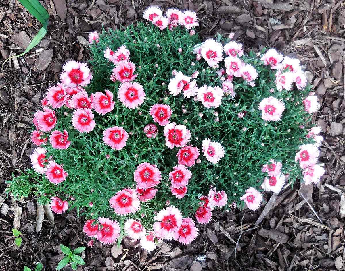 Um grupo de dianthus rosa em flor em um canteiro cercado por cobertura morta.