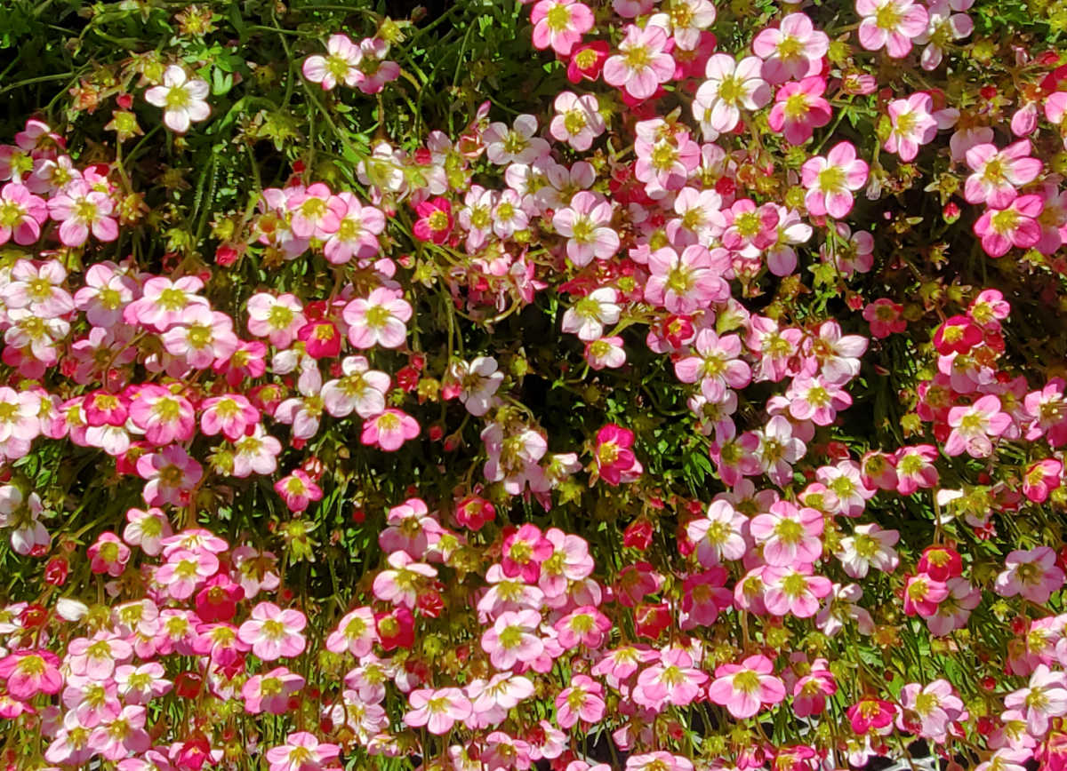 Uma massa de flores rosa de saxifraga ao sol da primavera.