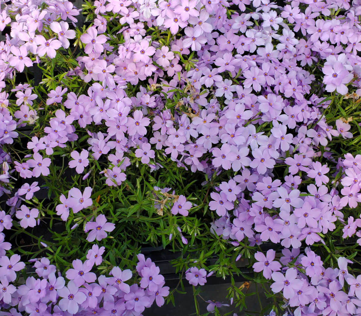 Uma massa de flores roxas de flox-florestal em sombra filtrada.
