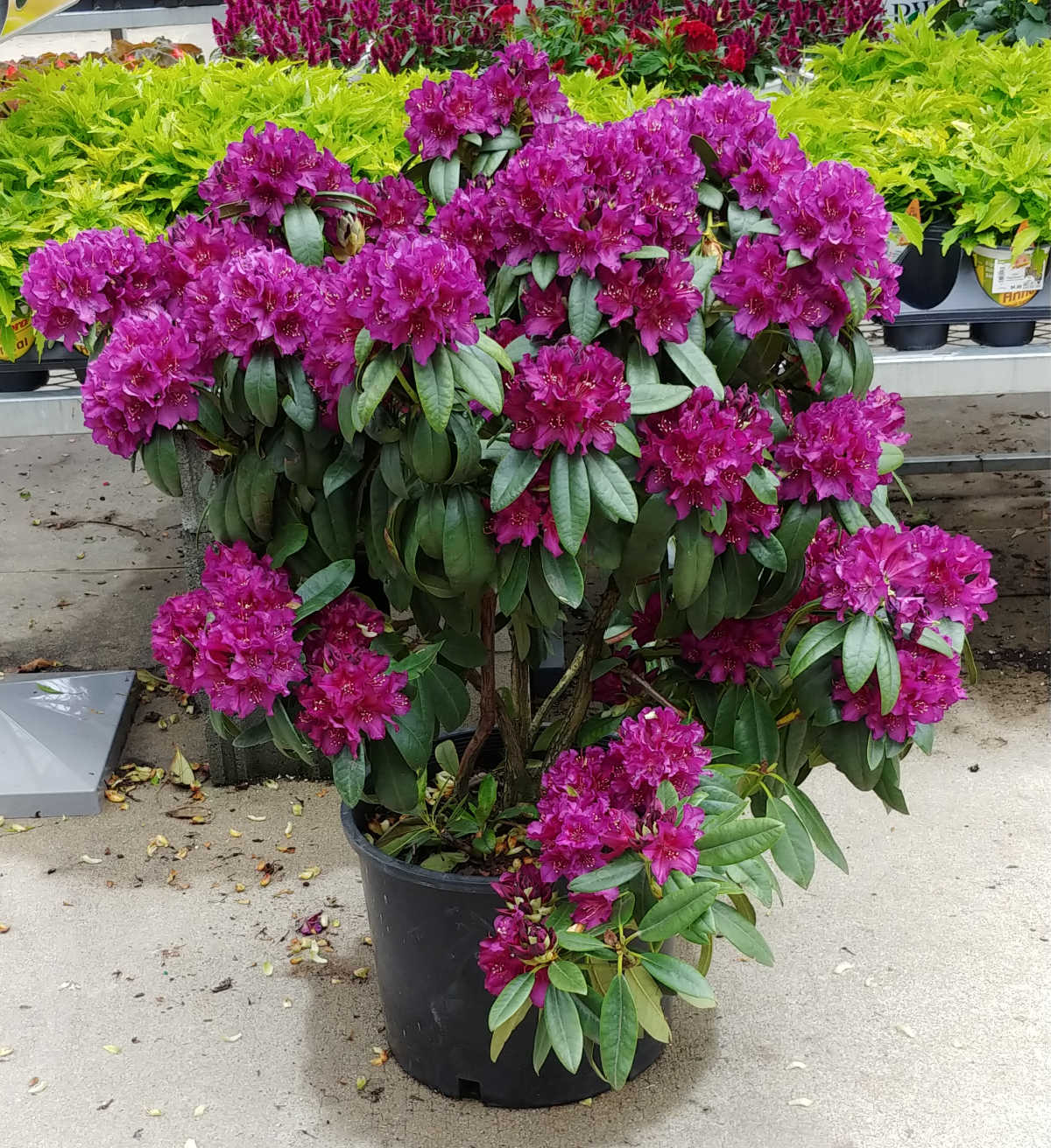 Um rododendro roxo em plena floração, plantado em um grande vaso.