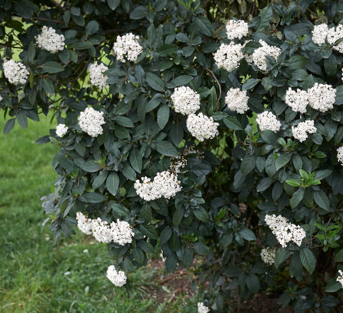 Um arbusto bola-de-neve em plena floração em um jardim na primavera.