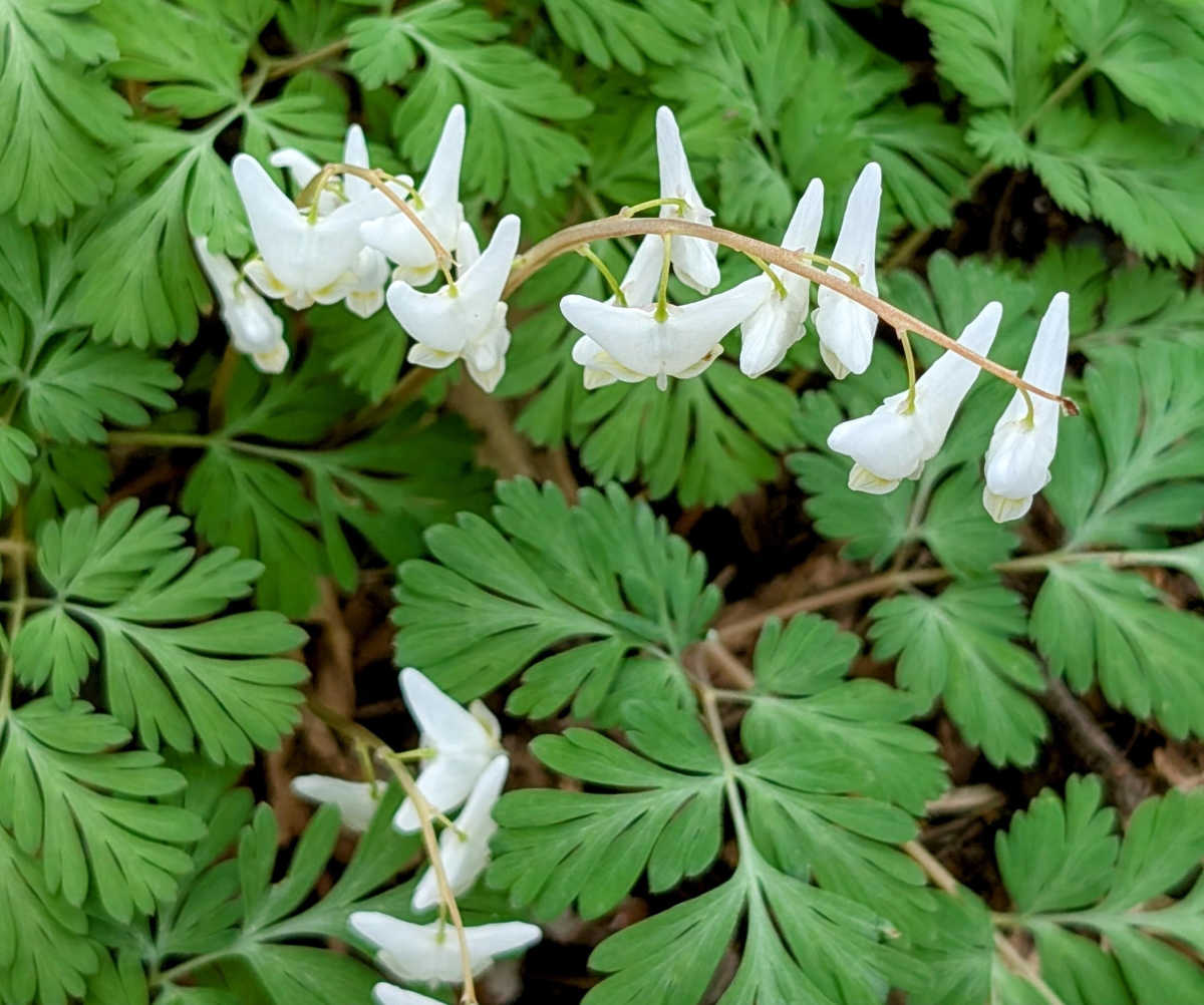 Um close-up das flores brancas em forma de calça da flor silvestre nativa Dutchman’s breeches.