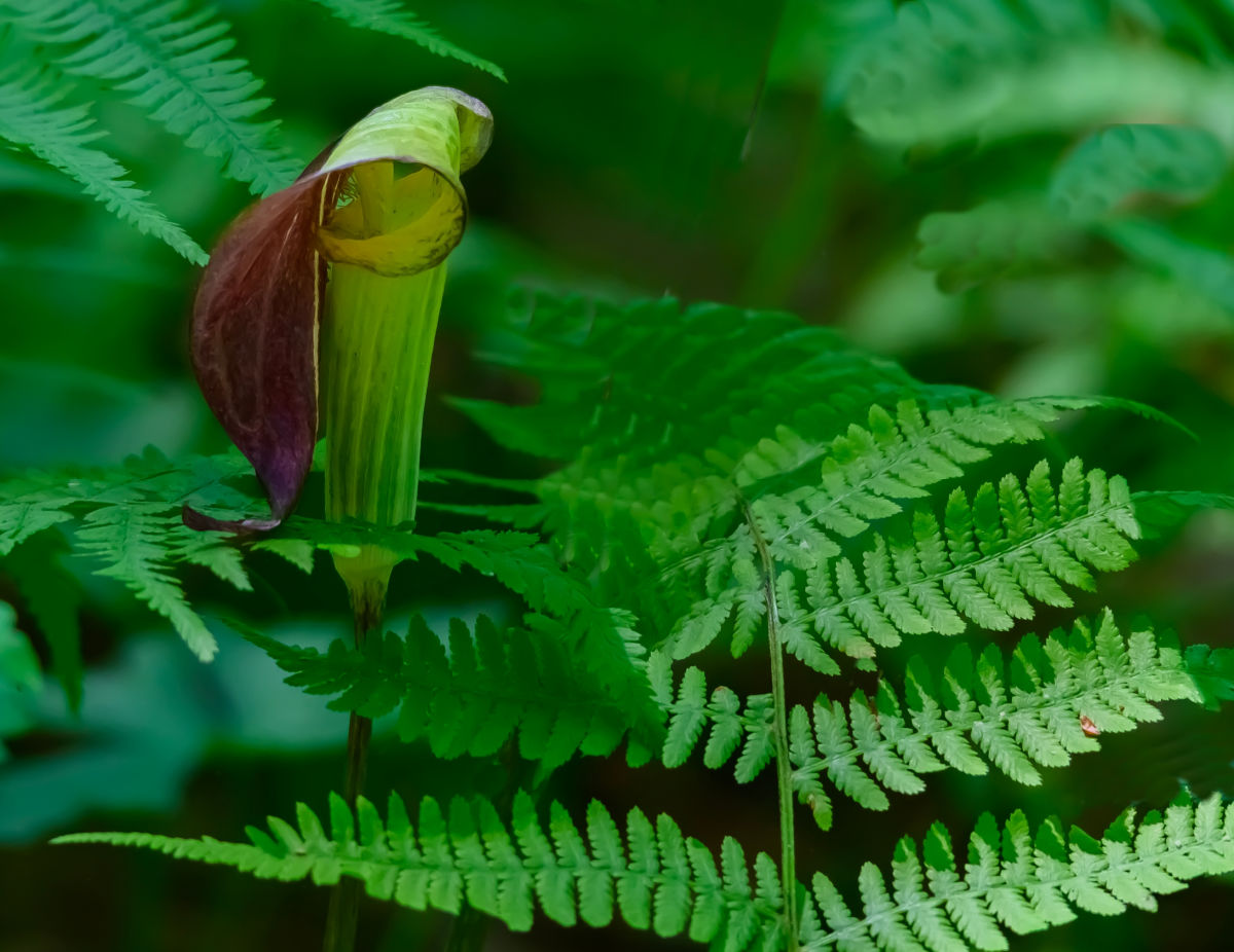 Uma flor silvestre nativa Jack-in-the-pulpit em flor em um jardim sombreado.