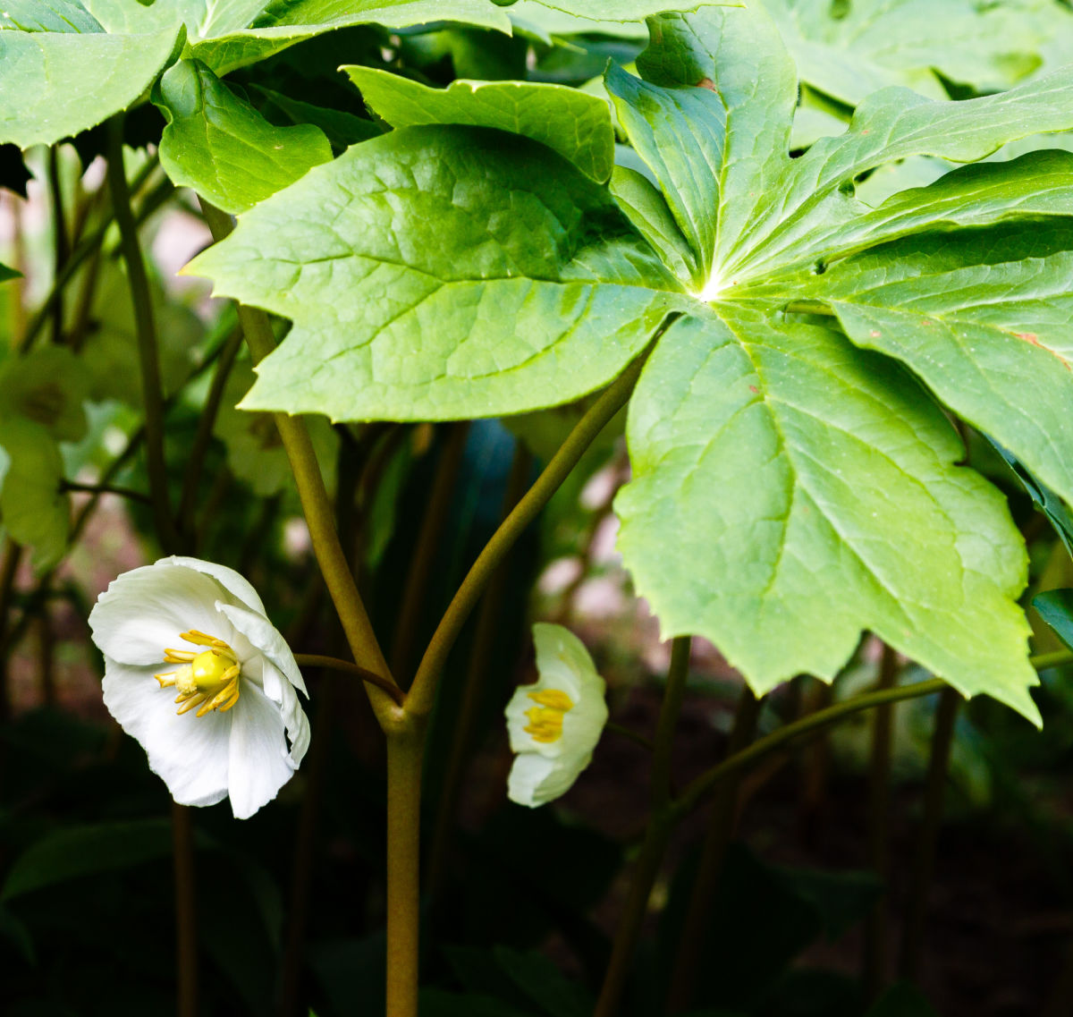 Close-up de uma flor branca de mayapple sob a sombra de grandes folhas.