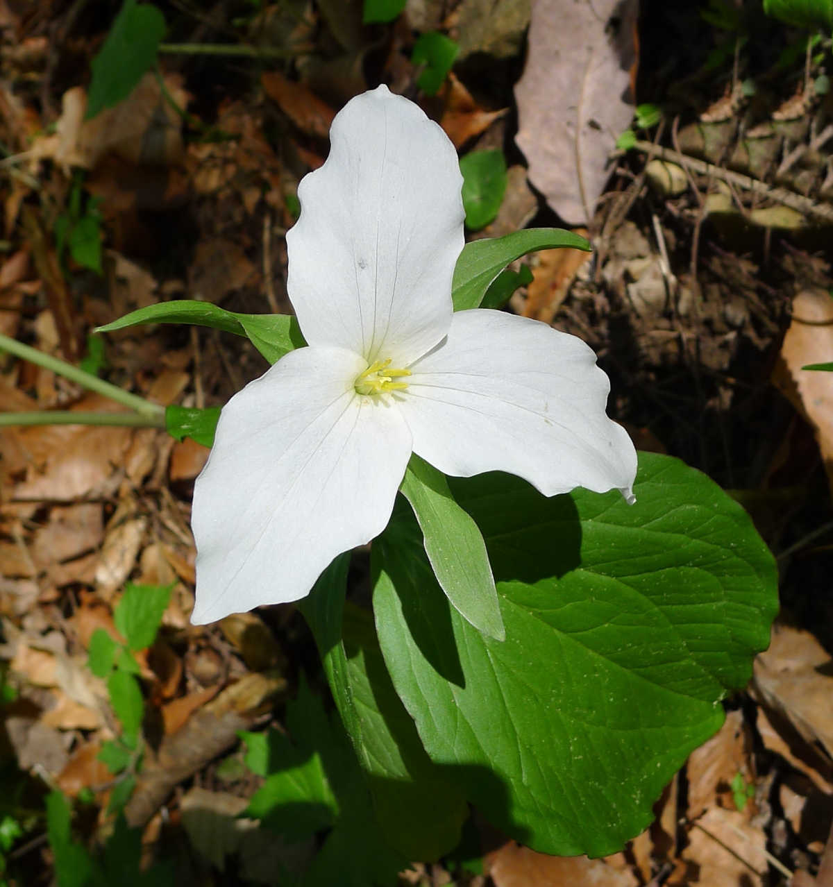 As flores brancas da flor silvestre trillium da primavera em um cenário de bosque sombreado.