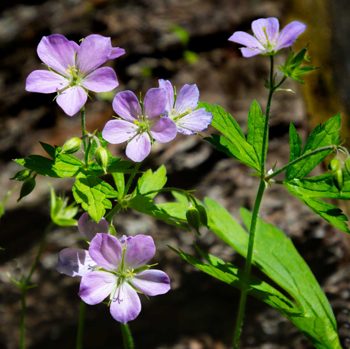 Flores lilás de gerânio silvestre em um cenário sombreado de bosque.
