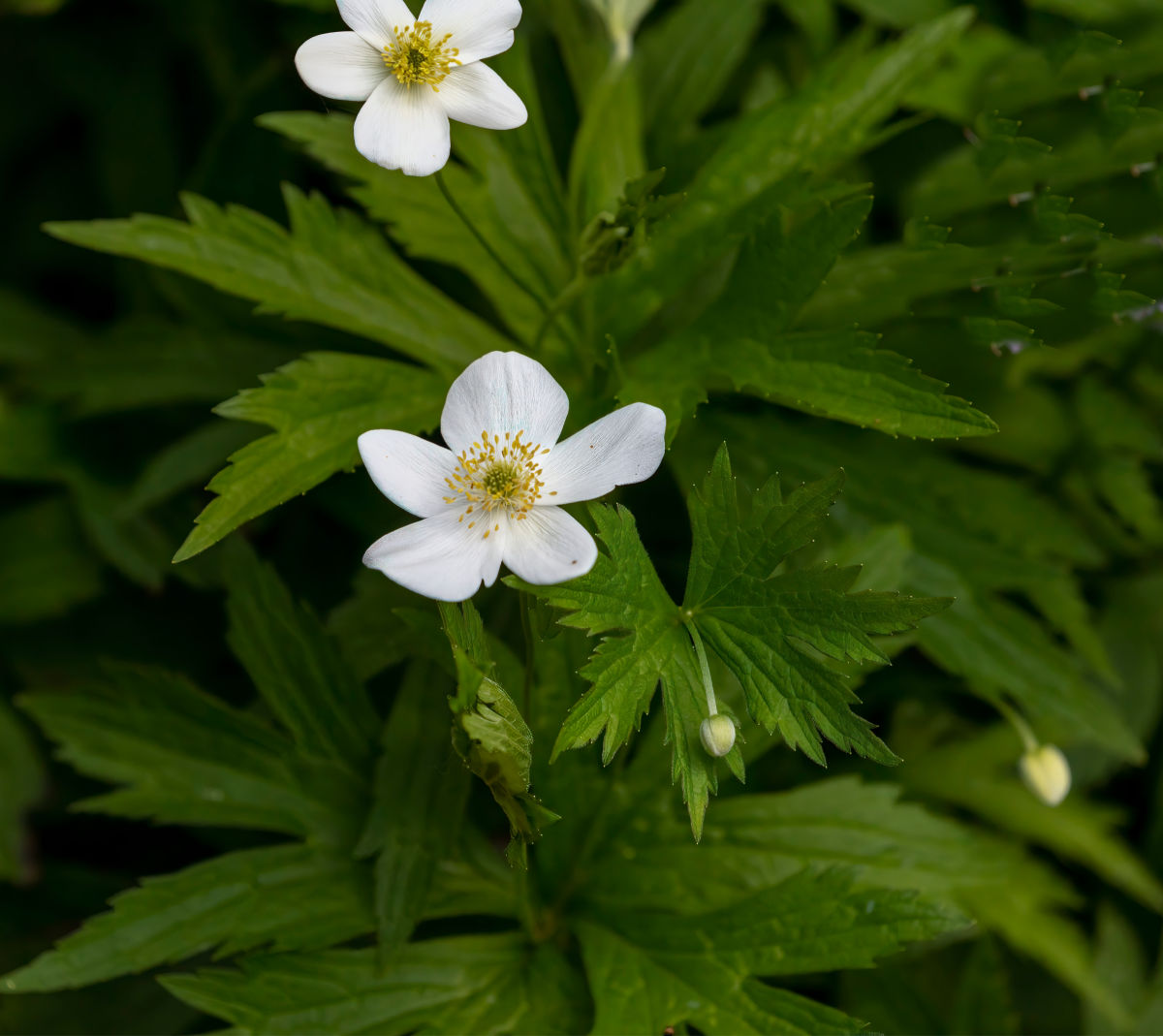 Flores brancas de anêmona-das-matas em um cenário sombreado de bosque.
