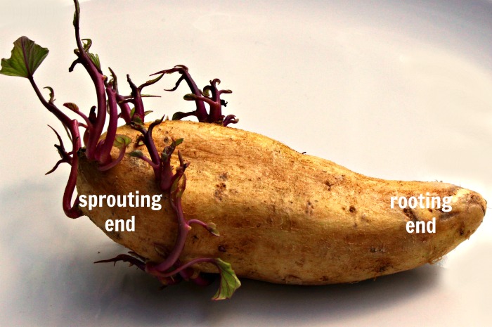 Uma batata-doce já brotada, com as palavras ‘sprouting end’ (extremidade dos brotos) e ‘rooting end’ (extremidade das raízes).