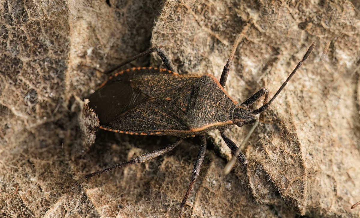 Uma foto aproximada do percevejo-da-abóbora (Anasa tristis) sobre matéria vegetal em decomposição.