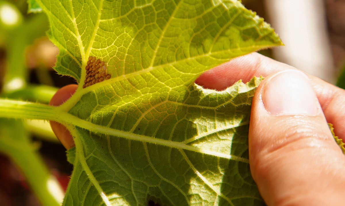 Um homem inspecionando uma planta de abobrinha para ver se há ovos de insetos do abobrinha.