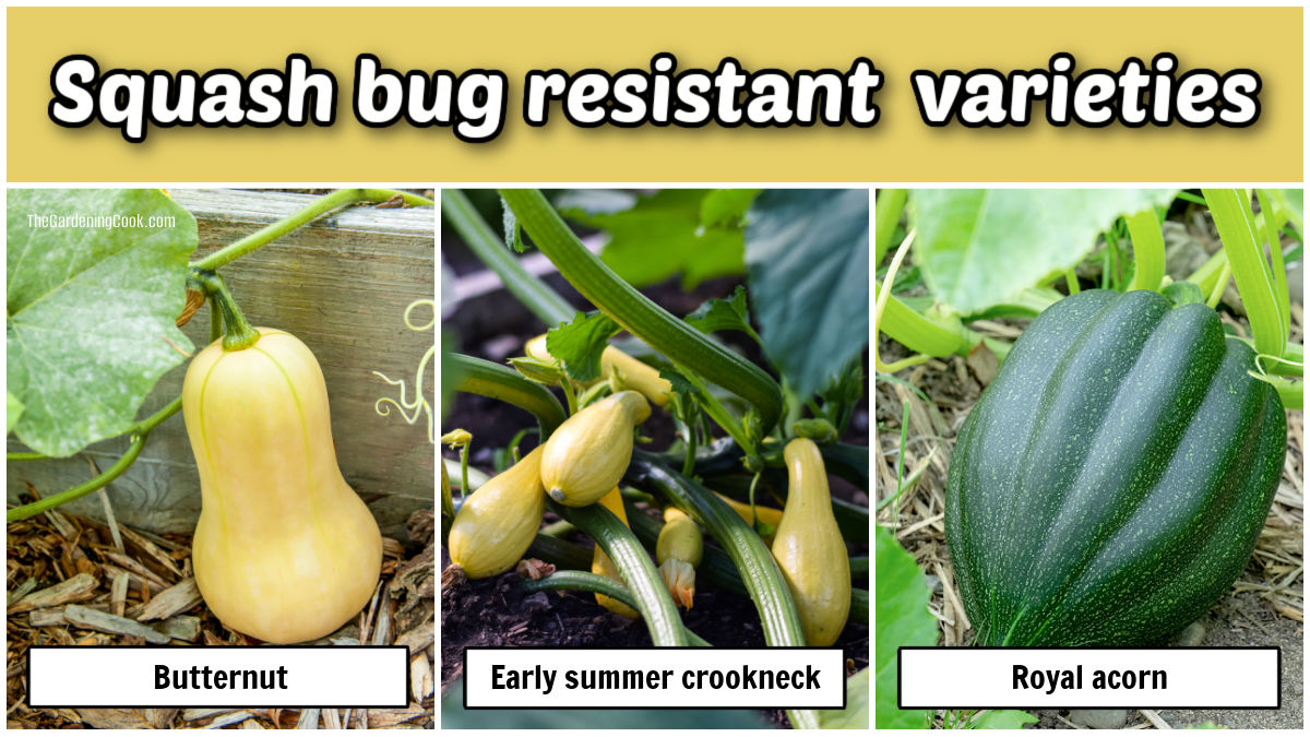 Variedades de abóbora resistentes a besouros da abóbora incluem butternut, crookneck de verão precoce e Royal acorn.