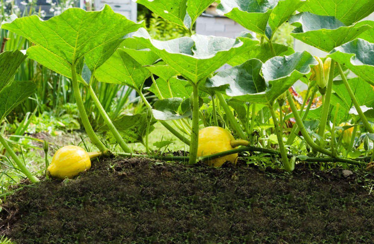 Planta de abóbora crescendo sem cobertura perto da coroa.
