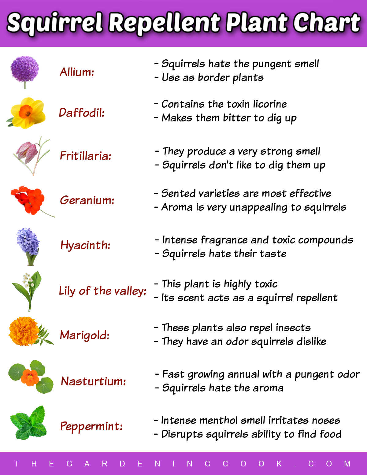 Uma imagem mostrando fotos de flores com nomes e razões pelas quais repelem esquilos.