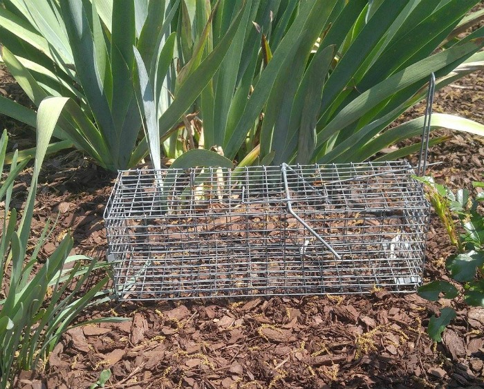 Armadilha para esquilos no jardim perto de algumas folhas de íris.