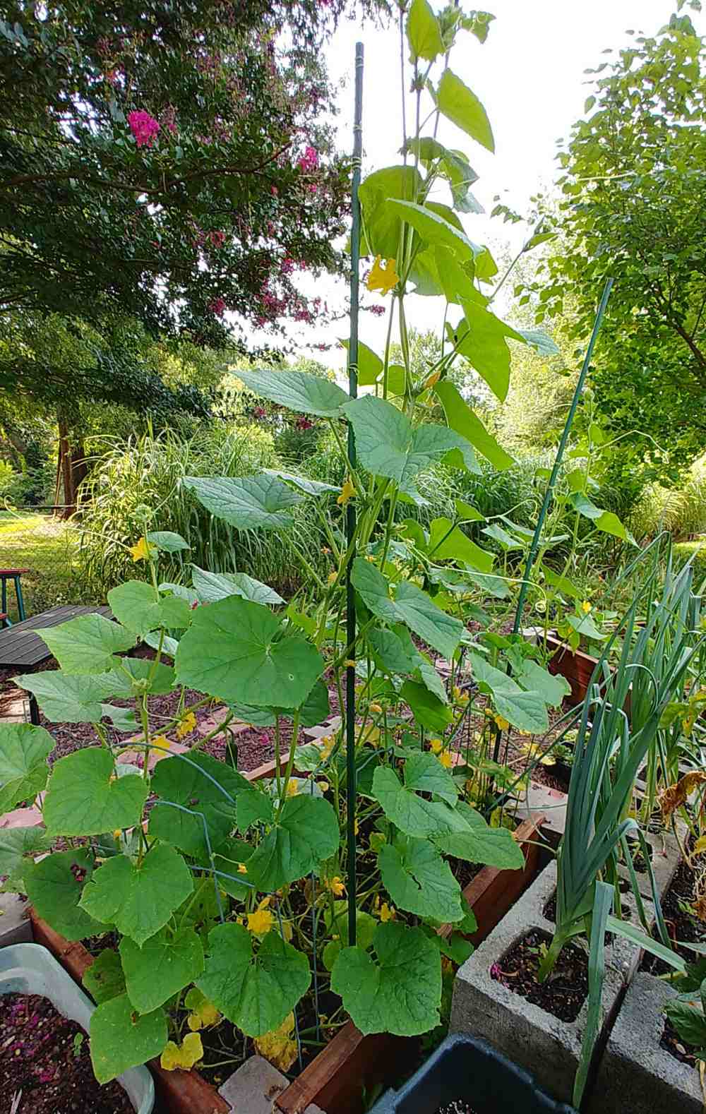 Estacar plantas de pepino com um poste verde de plástico.