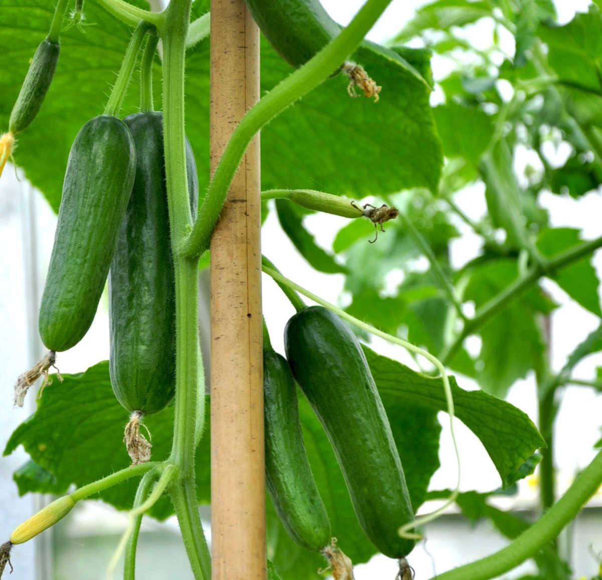 Estacar plantas de pepino a uma estaca de madeira em um jardim.