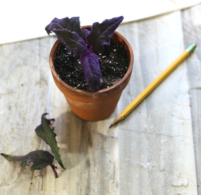 Estaca de caule de uma purple passion plant no substrato.