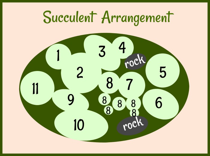 diagrama para o arranjo de suculentas