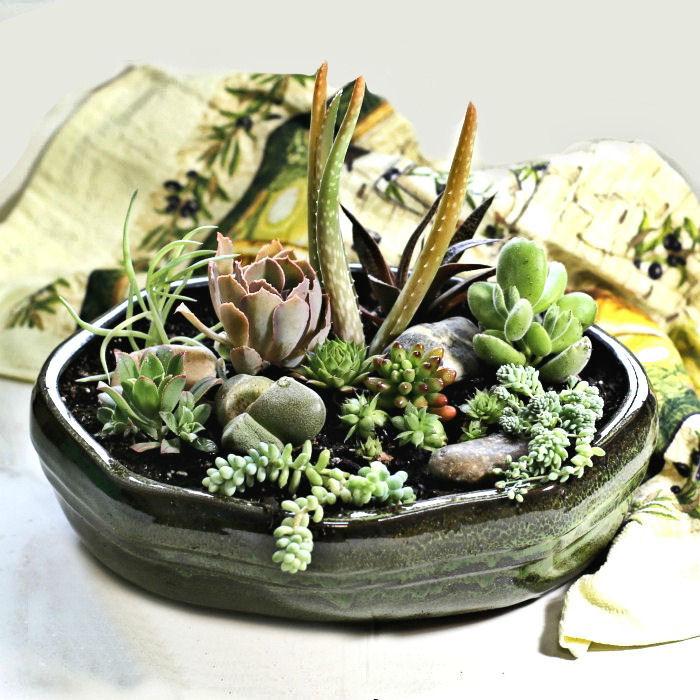Bela tigela com um projeto DIY de arranjo de suculentas.