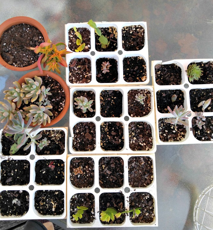 Bandejas plásticas brancas e vasos de barro sobre uma mesa de jardim com pequenos suculentas crescendo neles.