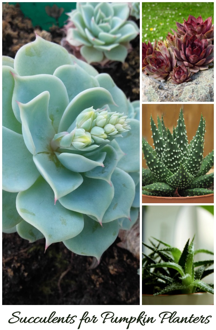 Todas essas suculentas (e mais) podem ser usadas para plantadores de abóbora
