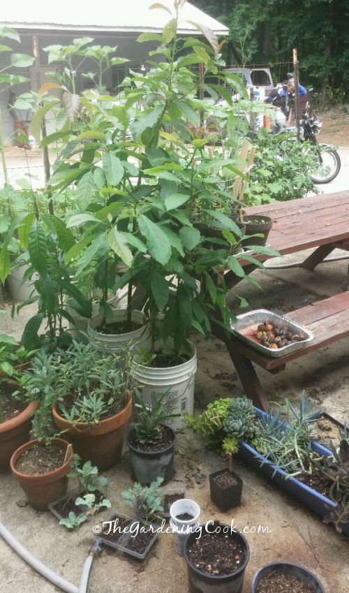 Abacates gostam de sol. Um jardim de pequeno espaço com abacates e outras plantas crescendo em recipientes ao lado de uma mesa de piquenique.