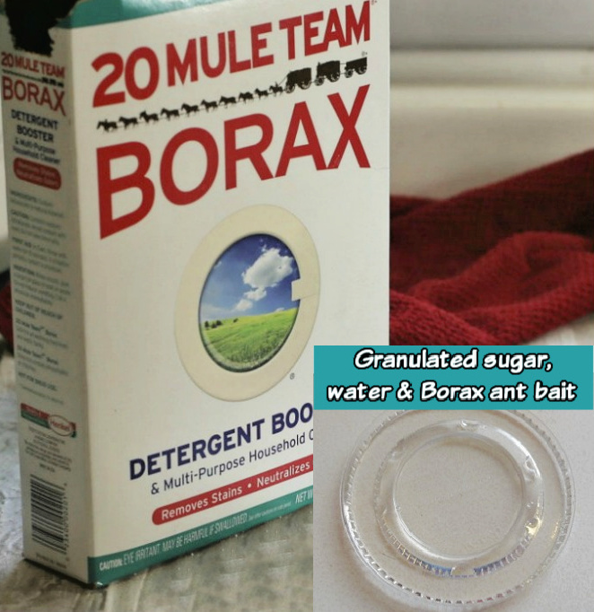 Bórax da equipe de 20 mulas com sobreposição de açúcar granulado, água e imagem de isca de bórax para formigas.