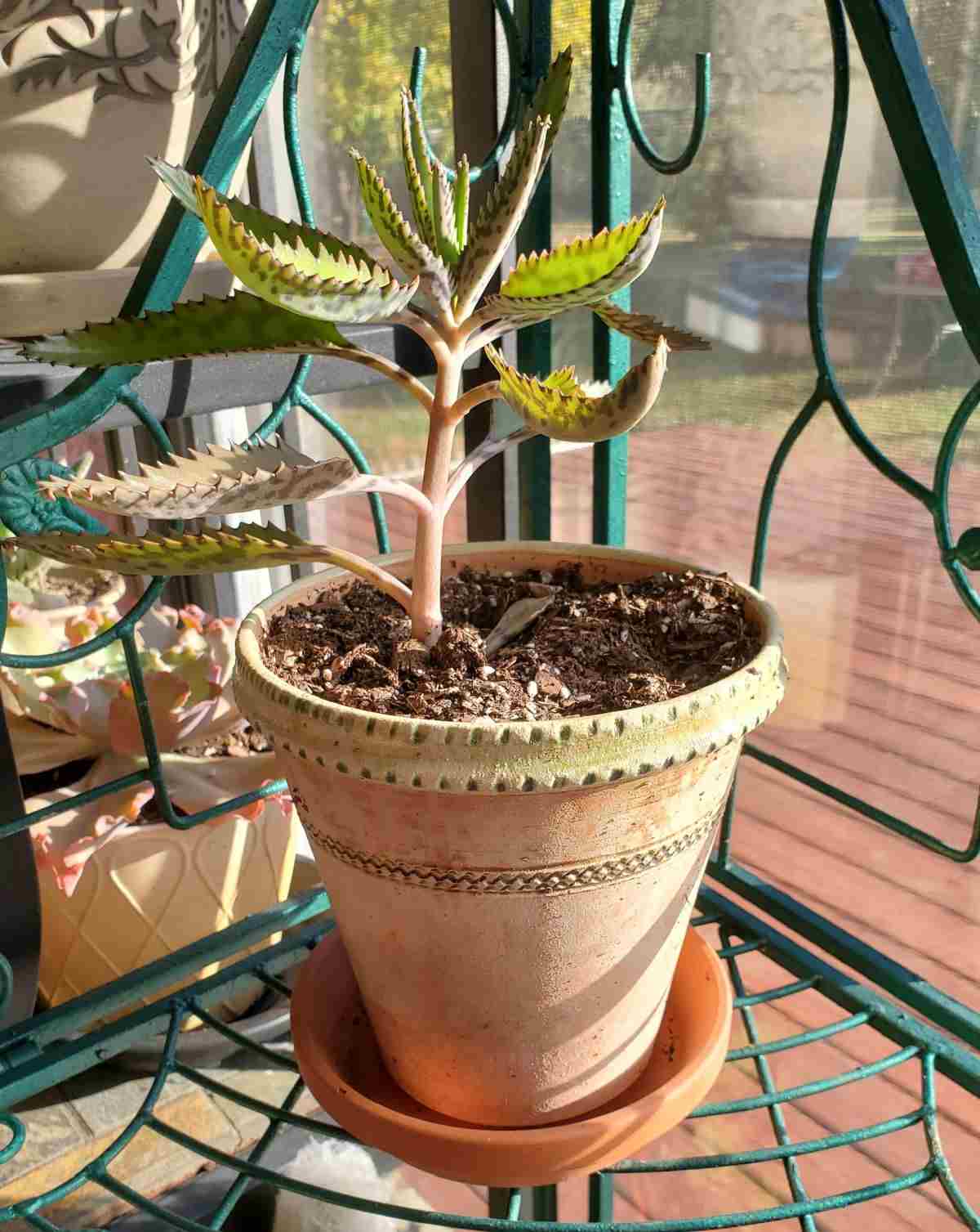 Escolha uma janela ensolarada para sua planta.