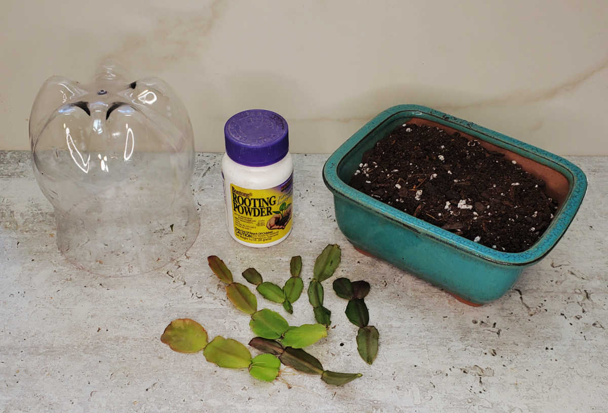 Separe seus materiais Materiais para a propagação do cacto-de-Natal, incluindo uma garrafa de plástico, pó enraizador, estacas de caule e um vaso com terra sobre uma bancada.