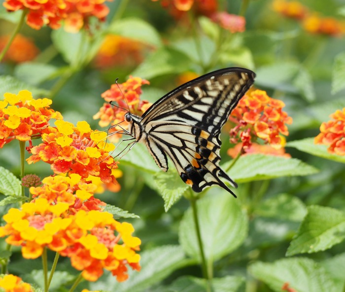Lantana e borboleta-rabo-de-andorinha.