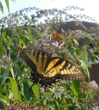 Borboleta-rabo-de-andorinha em uma buddleia.