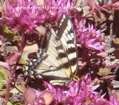 As borboletas-rabo-de-andorinha adoram Sedum spurium “dragon's blood” em droughtsmartplants.com.