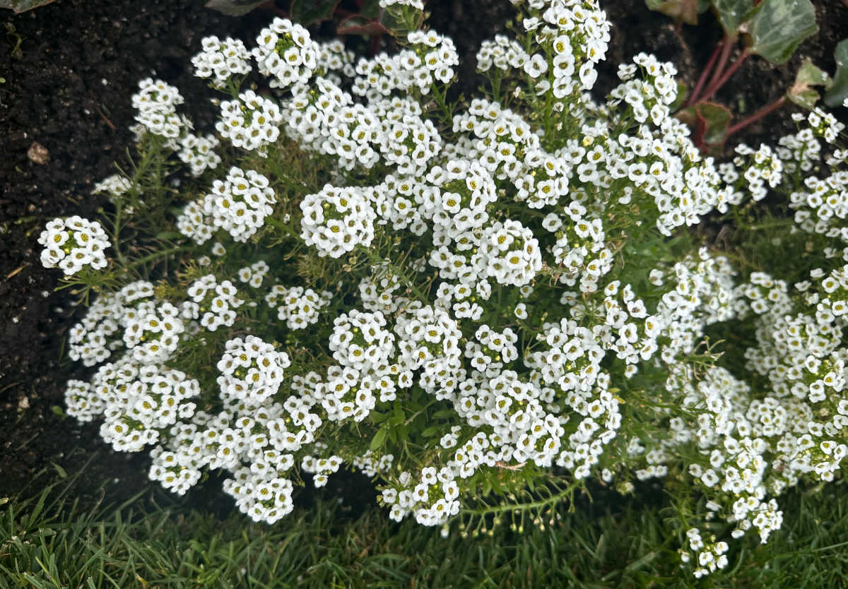 As flores brancas do alyssum-doce em plena floração em um canteiro.