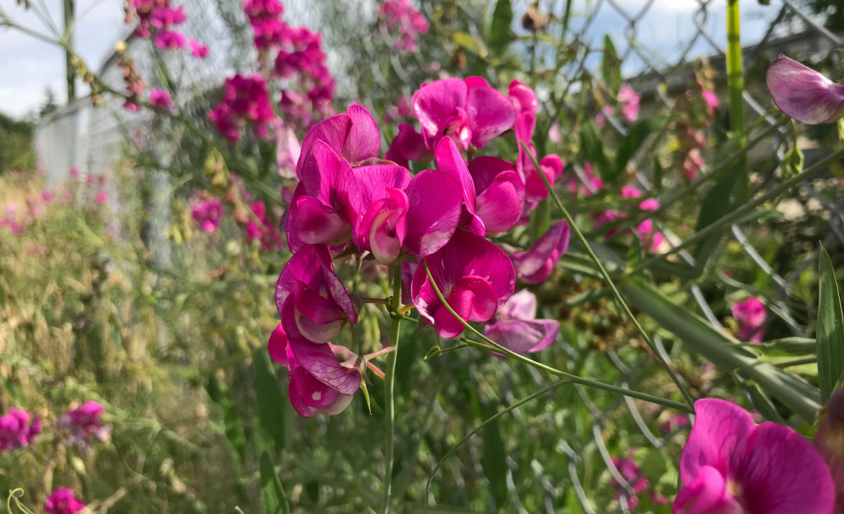 Flores de uma trepadeira de ervilha-de-cheiro usadas para privacidade em uma cerca.
