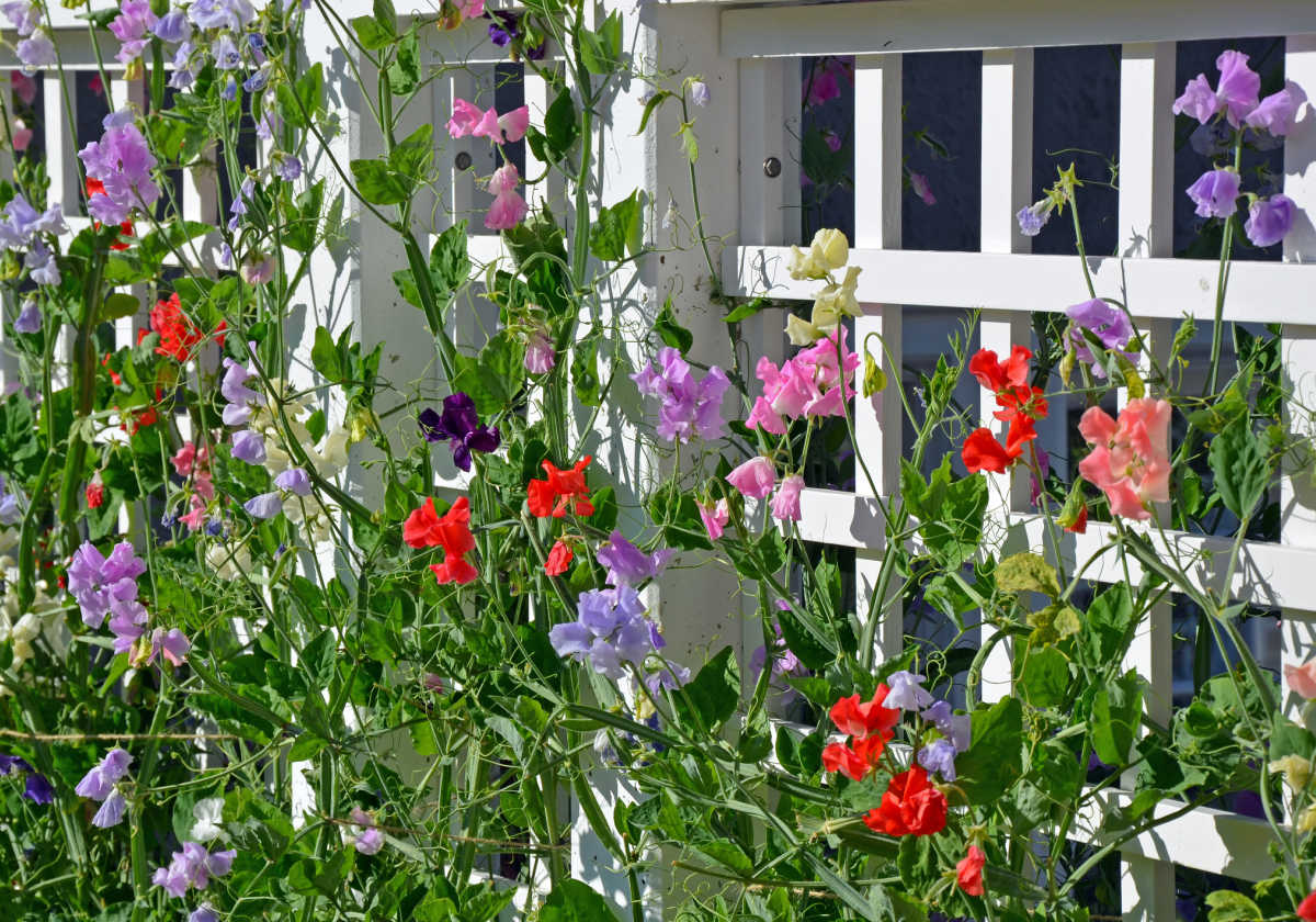 Trepadeiras coloridas de ervilha-de-cheiro subindo em uma treliça branca em um jardim cottage.