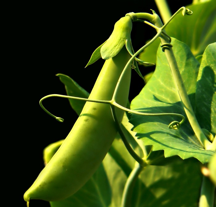 Planta de ervilha com tentáculos e folhas em um fundo preto.