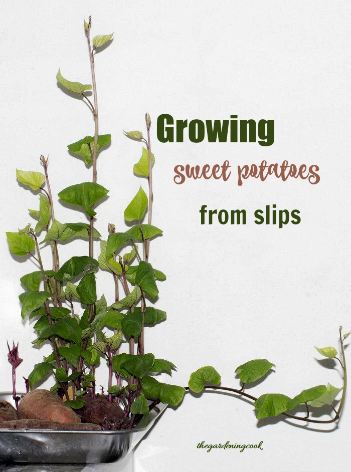 Uma batata-doce crescendo raízes em uma bandeja, com longas ramas. O texto diz ‘Growing sweet potatoes from slips’.